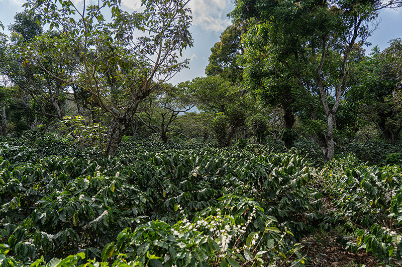 El Salvador 91,50 SCA Café de Competición "Doña Rosita"