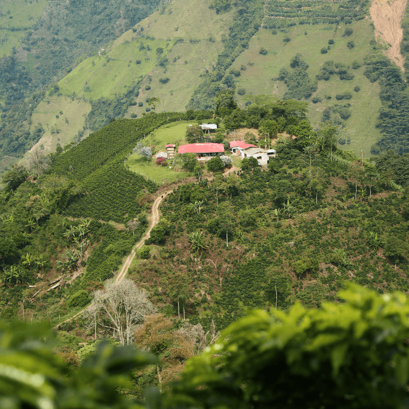 El Kafé "COLOMBIA"