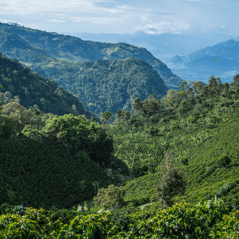 El Kafé "COLOMBIA"