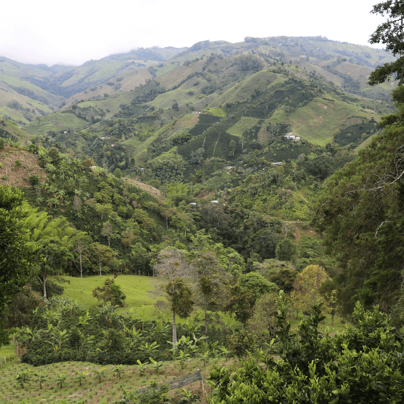 El Kafé "COLOMBIA"