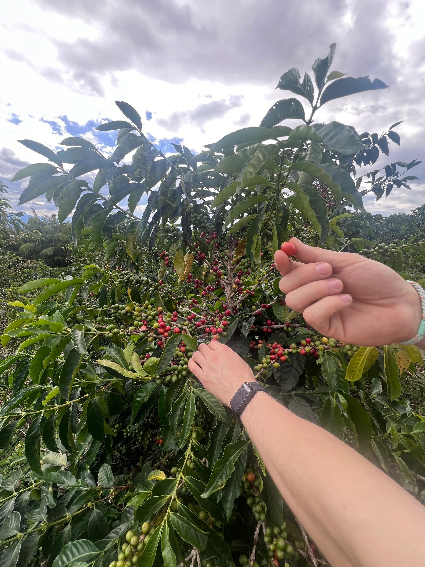 Colombia Sudán Rumé 90,75 SCA Café de Competición de Wilton Benítez