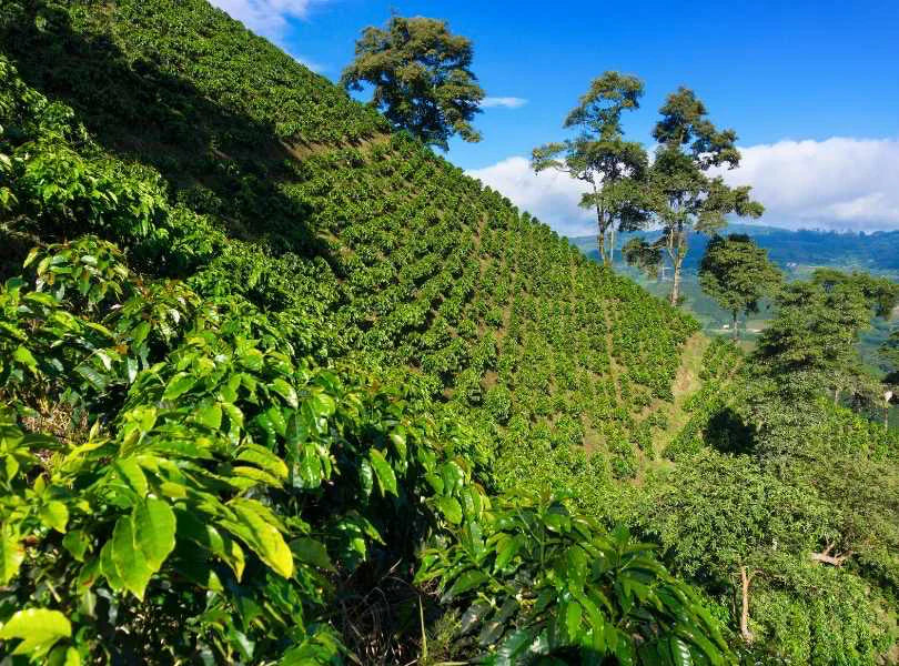 Colombia Sudán Rumé 90,75 SCA Café de Competición de Wilton Benítez