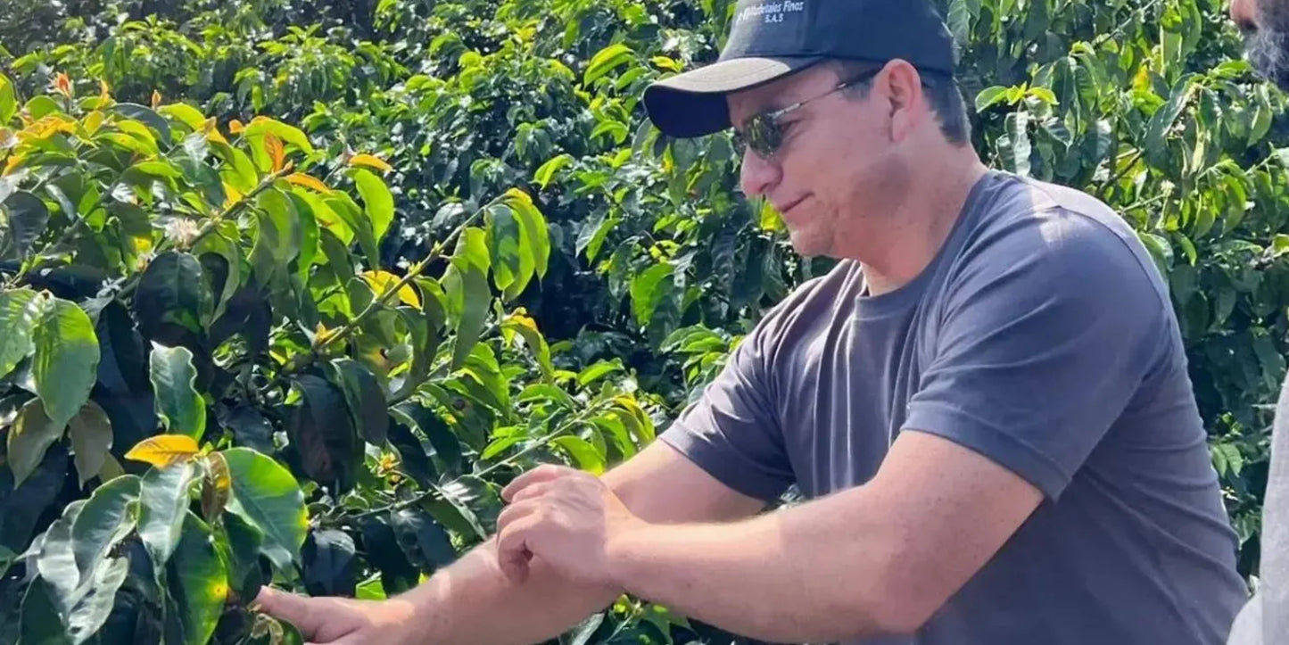 Colombia Sudán Rumé 90,75 SCA Café de Competición de Wilton Benítez